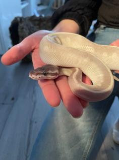 2 Königspythons mit voll eingerichtetem Terrarium