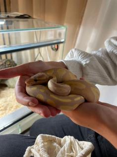 2 Königspythons mit voll eingerichtetem Terrarium