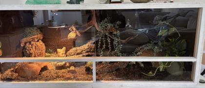 2 Königspythons mit voll eingerichtetem Terrarium