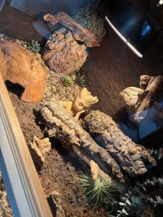 2 Königspythons mit voll eingerichtetem Terrarium