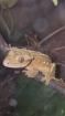 Verkaufe Kronengecko Correlophus ciliatus
